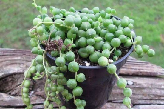 珍珠吊兰如何度过夏季