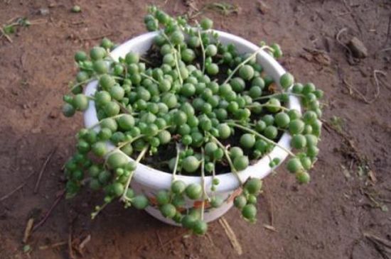 珍珠吊兰如何度过夏季