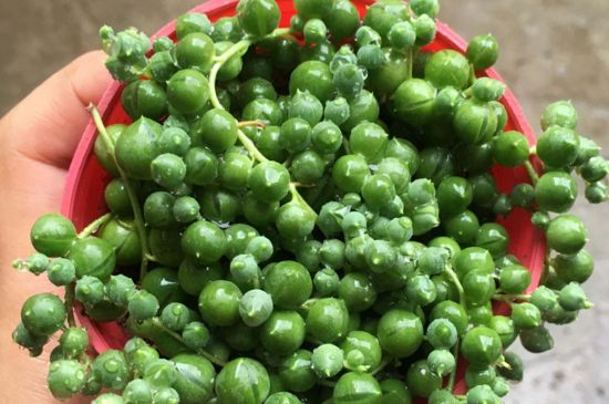 珍珠吊兰如何度过夏季