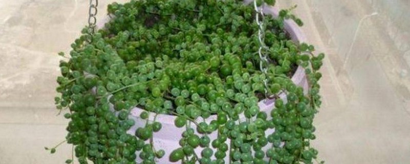 珍珠吊兰如何浇水
