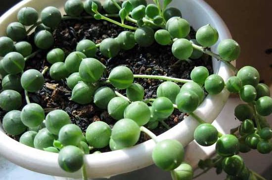 珍珠吊兰如何浇水