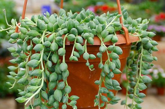 珍珠吊兰如何浇水