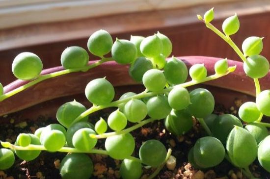 珍珠吊兰如何浇水