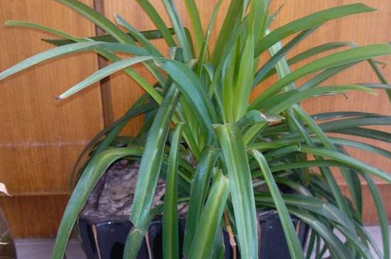 金边吊兰叶子发软无力