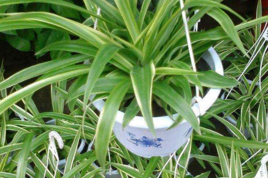 家里不能养吊兰吗