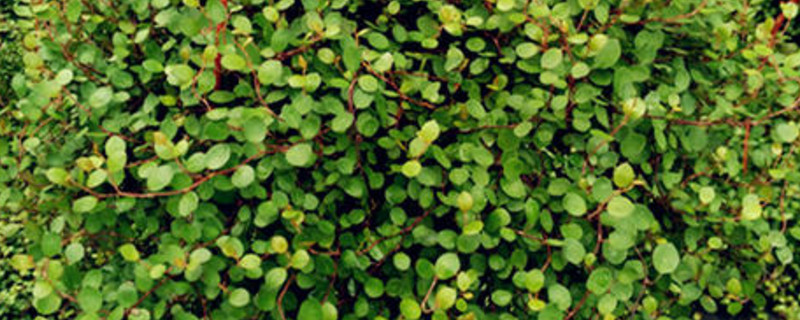 婚纱吊兰如何养