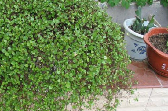 婚纱吊兰如何养