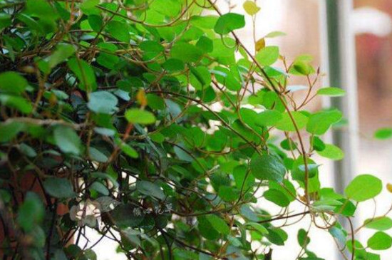 婚纱吊兰如何养