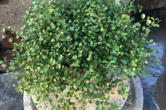 婚纱吊兰如何养