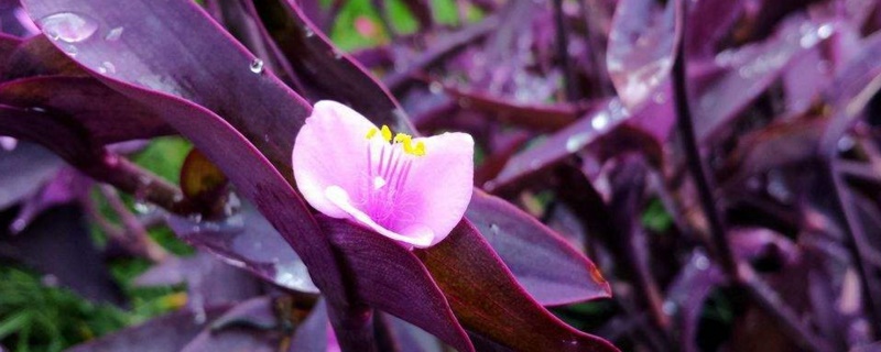 紫吊兰如何养殖