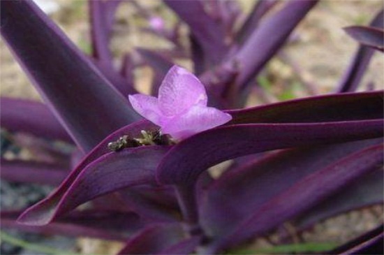 紫吊兰如何养殖