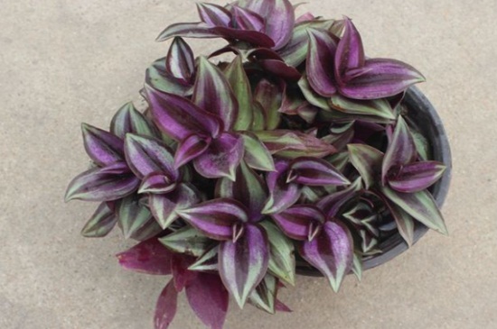 紫吊兰如何养殖
