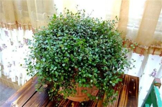 千叶吊兰的病虫害及其预防和治疗，根腐病处理病根灌药