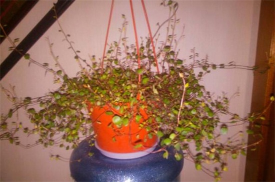 千叶吊兰的病虫害及其预防和治疗，根腐病处理病根灌药