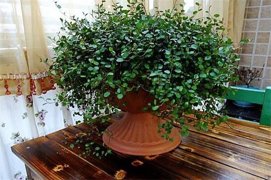 千叶吊兰的病虫害及其预防和治疗，根腐病处理病根灌药