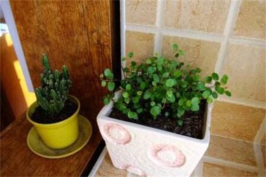 千叶吊兰的病虫害及其预防和治疗，根腐病处理病根灌药