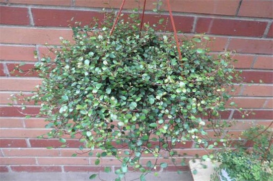 千叶吊兰的扦插办法,秋季选枝配土扦插繁殖