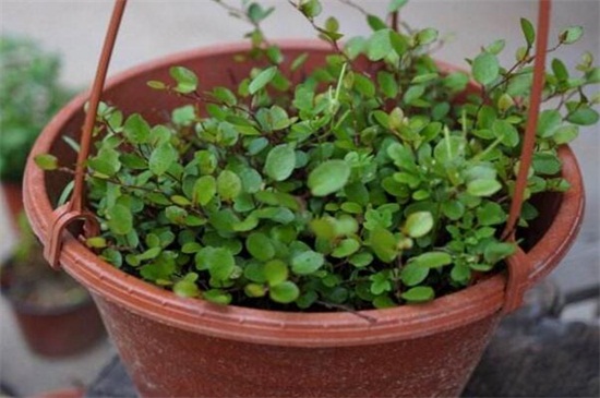千叶吊兰的扦插办法,秋季选枝配土扦插繁殖