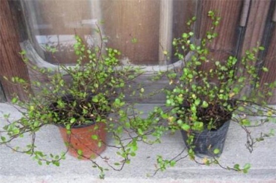 千叶吊兰的扦插办法,秋季选枝配土扦插繁殖