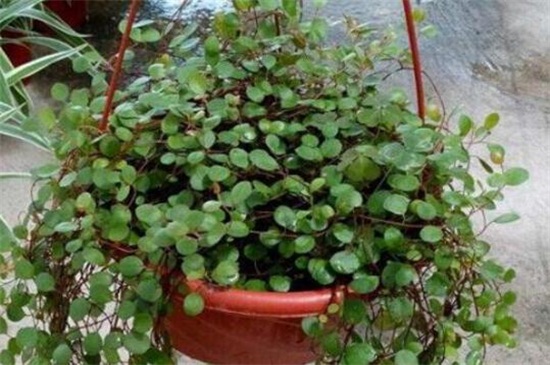 千叶吊兰的扦插办法,秋季选枝配土扦插繁殖