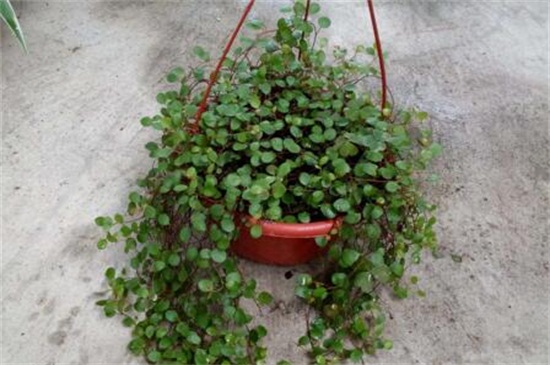 千叶吊兰如何过冬，光照控温保暖控水停肥