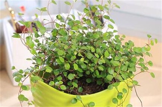 千叶吊兰如何过冬，光照控温保暖控水停肥