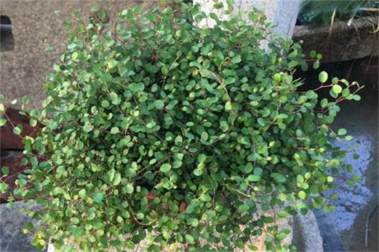 千叶吊兰如何过冬，光照控温保暖控水停肥