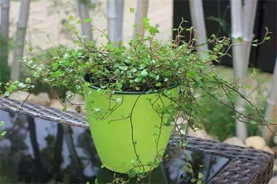 千叶吊兰如何过冬，光照控温保暖控水停肥