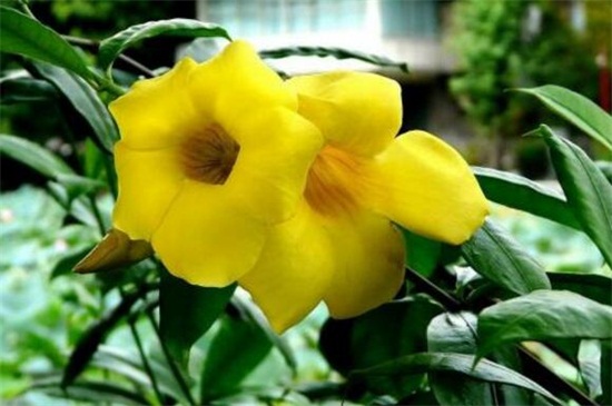 黄蝉兰如何浇水，春季升温大量浇水