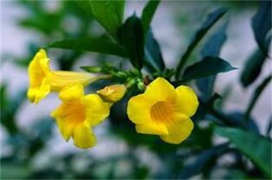 黄蝉兰如何浇水，春季升温大量浇水