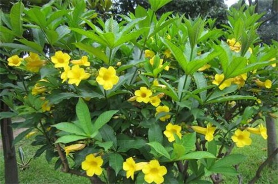 黄蝉兰如何浇水，春季升温大量浇水