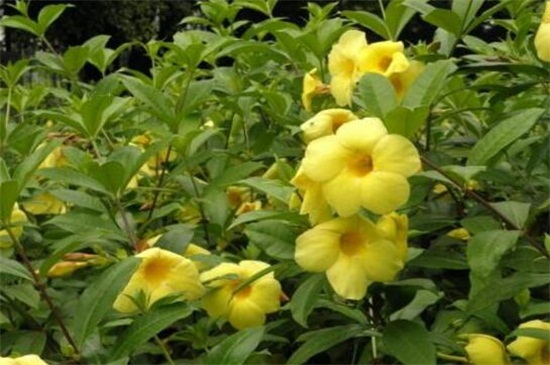 黄蝉兰如何浇水，春季升温大量浇水