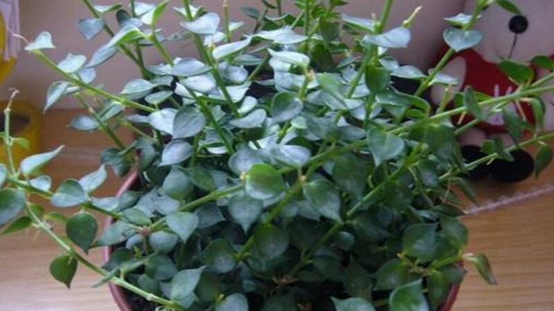 千叶吊兰的养殖办法和留意事项