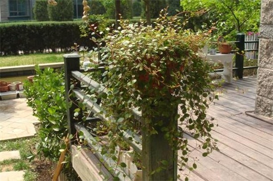 千叶吊兰的养殖办法和留意事项