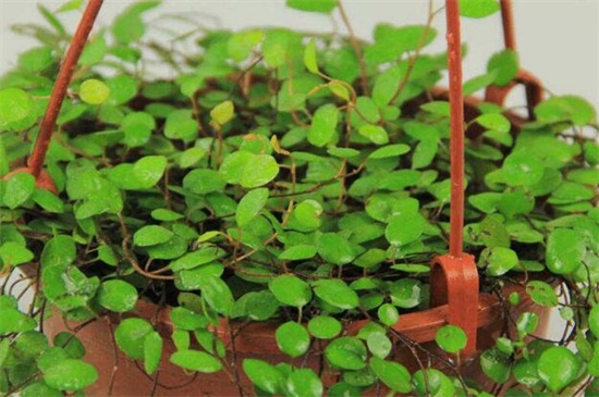 千叶吊兰的养殖办法和留意事项