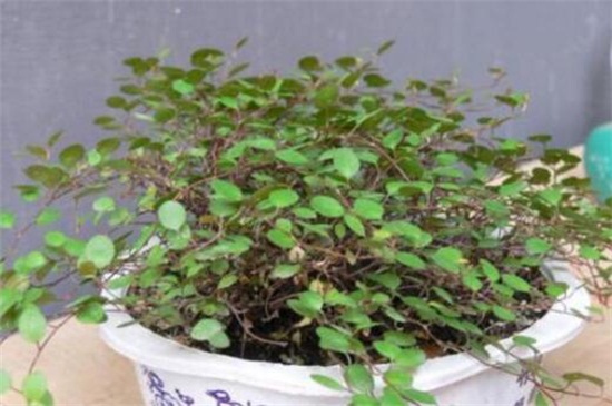 千叶吊兰叶子发黄掉落如何办