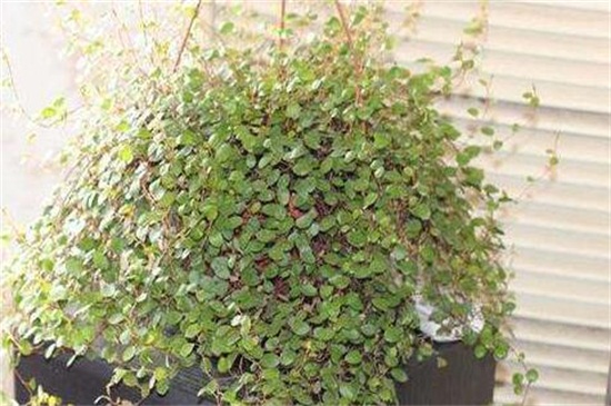 千叶吊兰叶子发黄掉落如何办