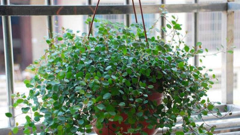 千叶吊兰植株干枯如何办