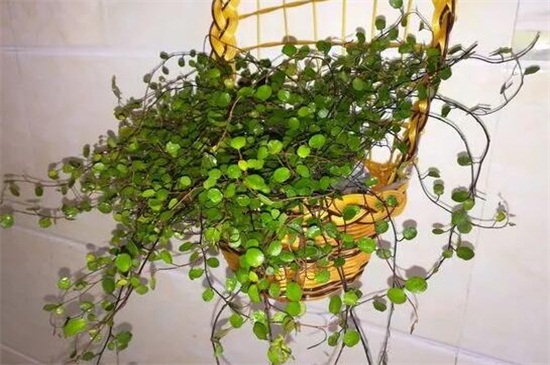 千叶吊兰植株干枯如何办