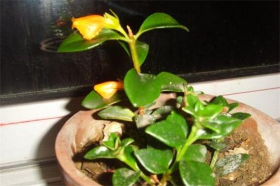金鱼吊兰受冻了如何办，修剪枝条增强光照温度