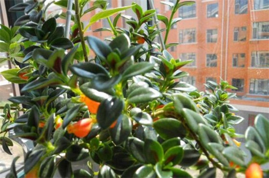 金鱼吊兰受冻了如何办，修剪枝条增强光照温度