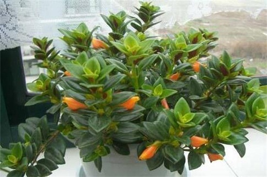 金鱼吊兰受冻了如何办，修剪枝条增强光照温度