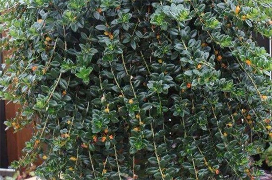 金鱼吊兰受冻了如何办，修剪枝条增强光照温度