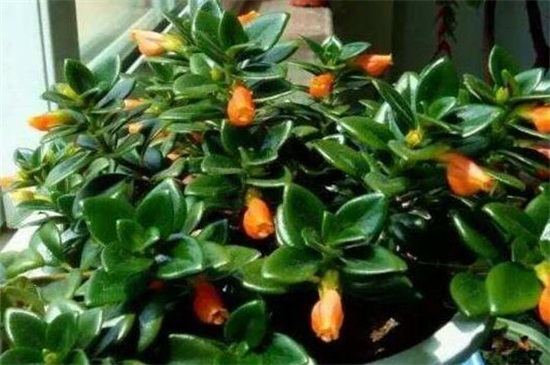 金鱼吊兰如何养才会茂盛，充足光照合理浇水施肥