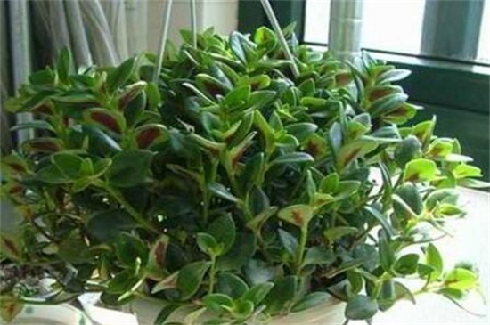 金鱼吊兰如何养才会茂盛，充足光照合理浇水施肥