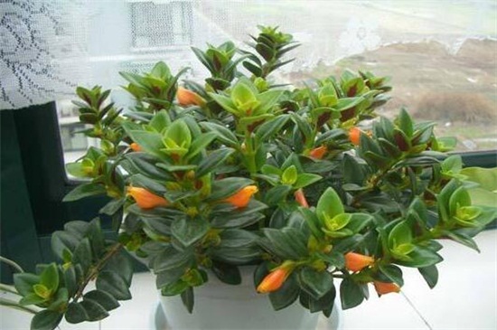 金鱼吊兰如何养才会茂盛，充足光照合理浇水施肥