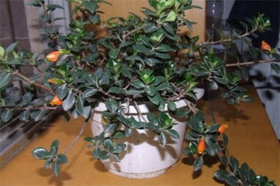 金鱼吊兰如何养才会茂盛，充足光照合理浇水施肥