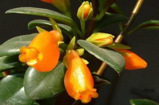 金鱼吊兰春季如何养，春季换盆并预防虫害