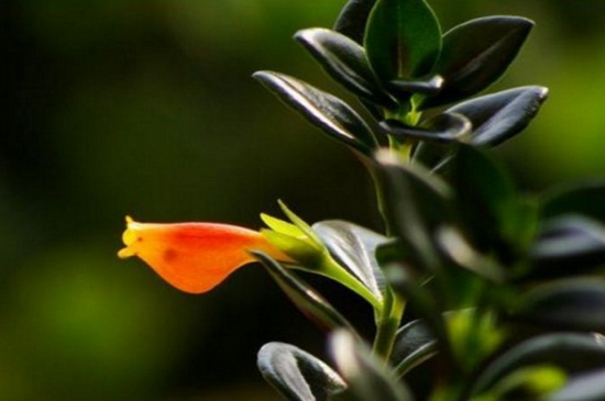 金鱼吊兰春季如何养，春季换盆并预防虫害