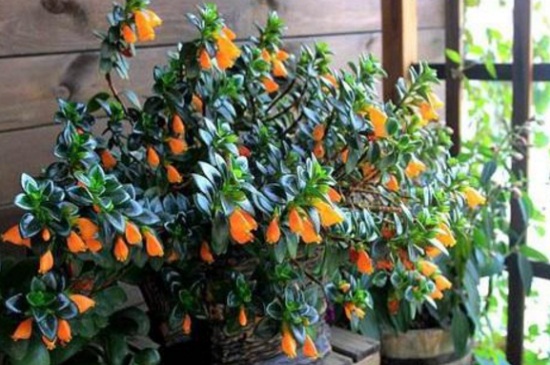 金鱼吊兰花期多长时间,花期时间可维持20天